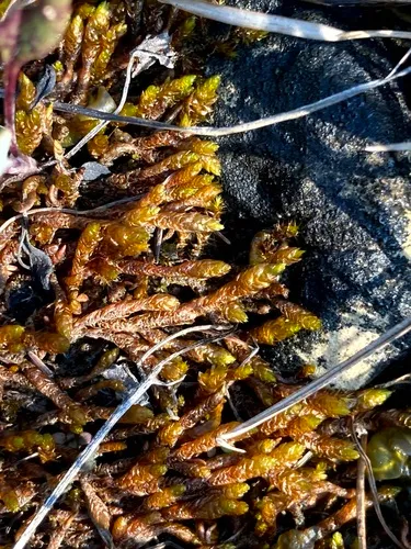 Turgid Scorpion Moss