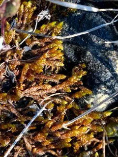 Turgid Scorpion Moss thumbnail 1