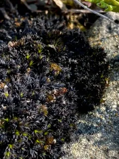 Schistidium crassithecium thumbnail 4
