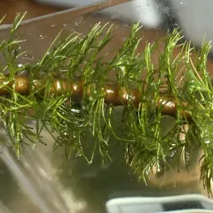 Broadleaf Water-milfoil thumbnail 3