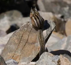 Uinta Chipmunk thumbnail 4