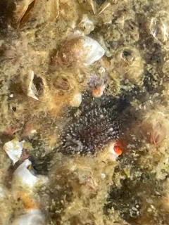 Brown Horned Dorid thumbnail 3