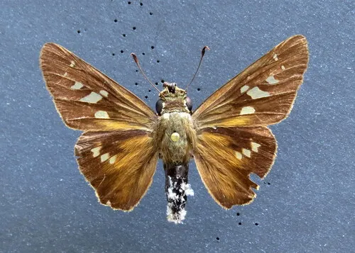 Brazilian Skipper