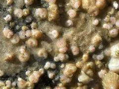 Paradexiospira vitrea thumbnail 4