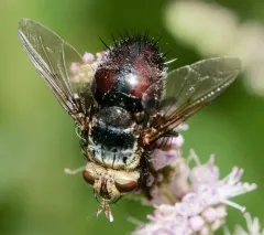 Archytas metallicus thumbnail 4