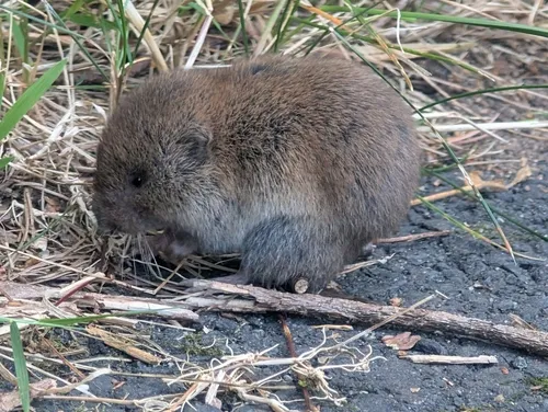 Woodland Vole