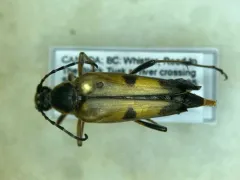Etorofus vitiosus thumbnail 3