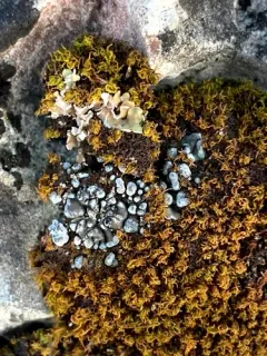 Blue Blister Lichen thumbnail 4