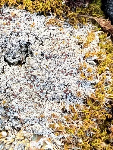 Yellow-spored Firedot Lichen