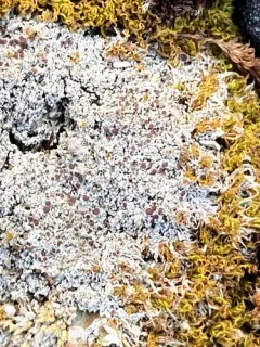 Yellow-spored Firedot Lichen thumbnail 1