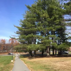 eastern white pine thumbnail 5