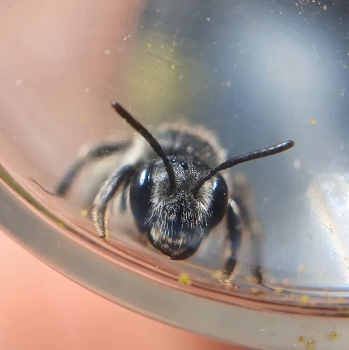 Virginia Mining Bee