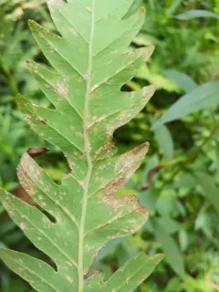 Uredinopsis americana thumbnail 3