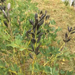 tall blue wild indigo thumbnail 2