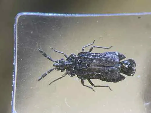Aradus intectus