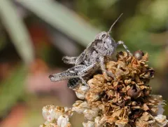Club-horned Grasshopper thumbnail 2