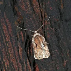 Curved-lined Agonopterix Moth thumbnail 2