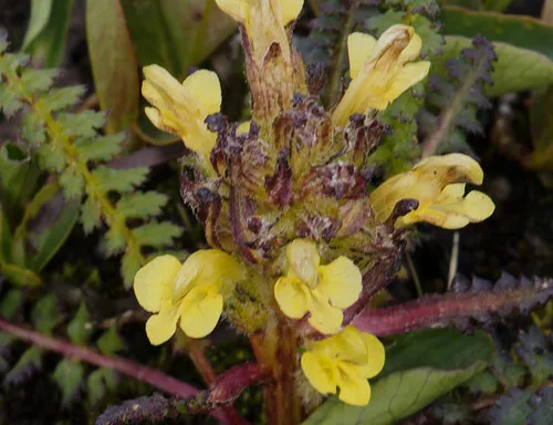 Oeder's Lousewort