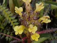 Oeder's Lousewort thumbnail 1