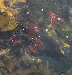 red sea leaf thumbnail 2