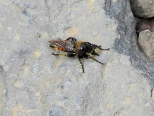 Laphria asturina