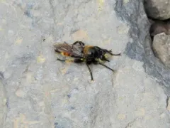 Laphria asturina thumbnail 1