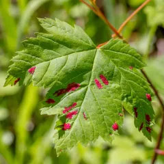 Rocky Mountain maple thumbnail 3