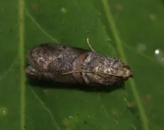 Pecan Leaf Casebearer Moth thumbnail 2