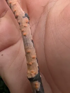 Rosy Crust thumbnail 1