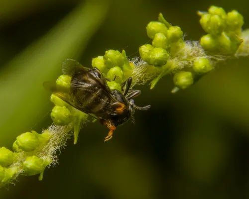 Ripiphorus fasciatus