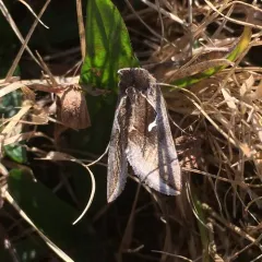 Celery Looper Moth thumbnail 2