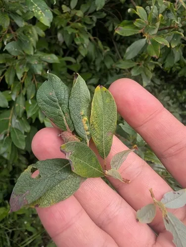 Iteomyia salicifolia