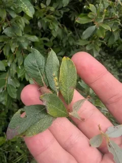 Iteomyia salicifolia thumbnail 1