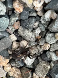 Hilltop Wolf Spider thumbnail 1
