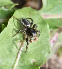 Habronattus americanus thumbnail 3