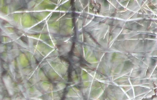 Pyrrhuloxia