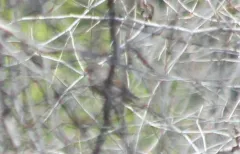 Pyrrhuloxia thumbnail 1