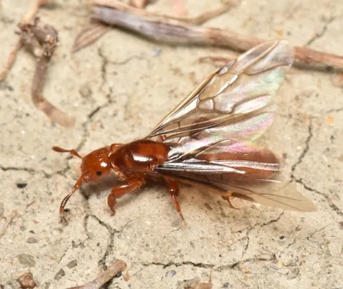 Wide-legged Citronella Ant