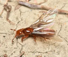 Wide-legged Citronella Ant thumbnail 1