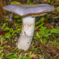 Phlegmacium subfoetidum thumbnail 3