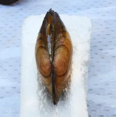 Fragile Papershell thumbnail 2