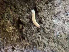 Slug Millipede thumbnail 3