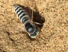 Bembix pallidipicta thumbnail 2