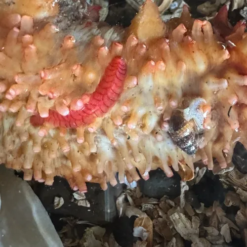 Red Commensal Scaleworm