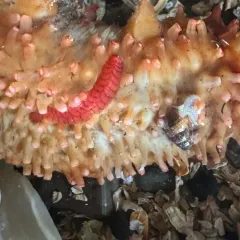 Red Commensal Scaleworm thumbnail 1