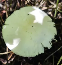 Poplar-loving Ringless Amanita thumbnail 4