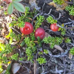 Rock Crowberry thumbnail 3