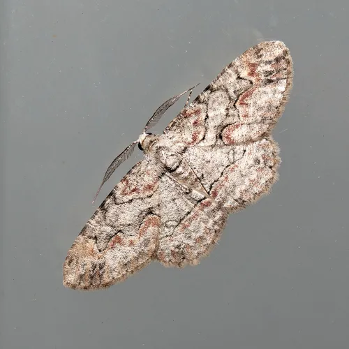 Brown-shaded Gray