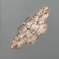 Brown-shaded Gray thumbnail 1