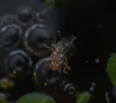 Duckweed Weevil thumbnail 2
